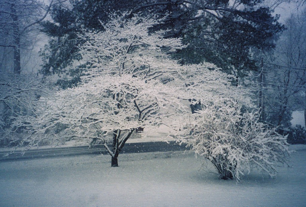 Winter Dogwood by johnmewing