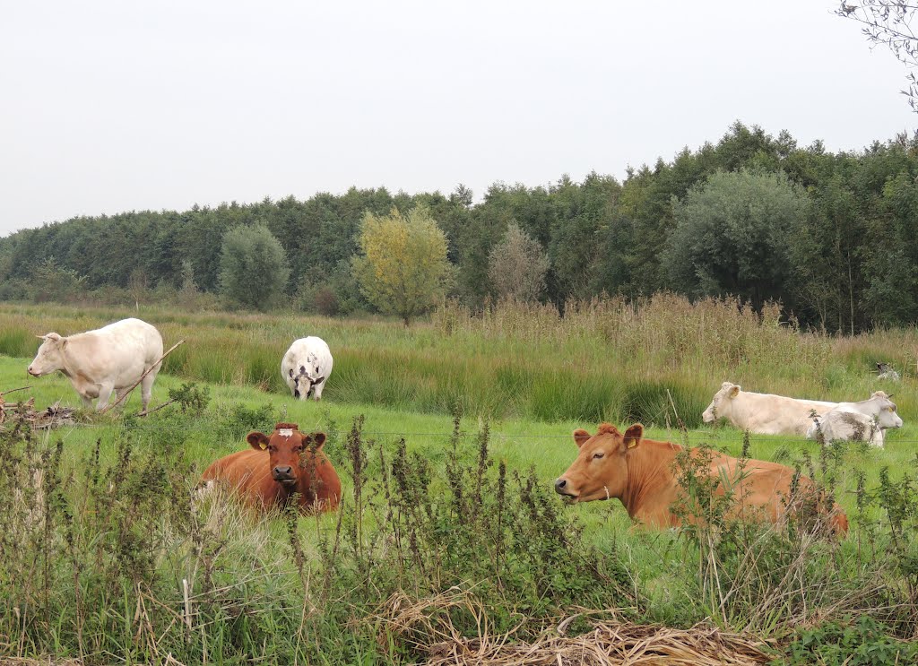 Langbroekerdijk, Driebergen-Rijsenburg. by Ria Wentink