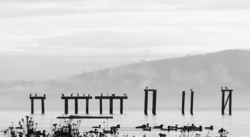 Estuary Piles with Birds by John W. Berger