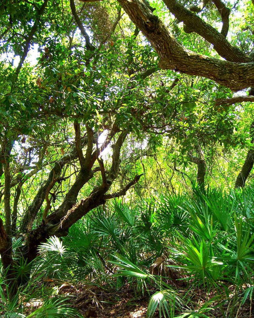 Cumberland_island01 by iwalther