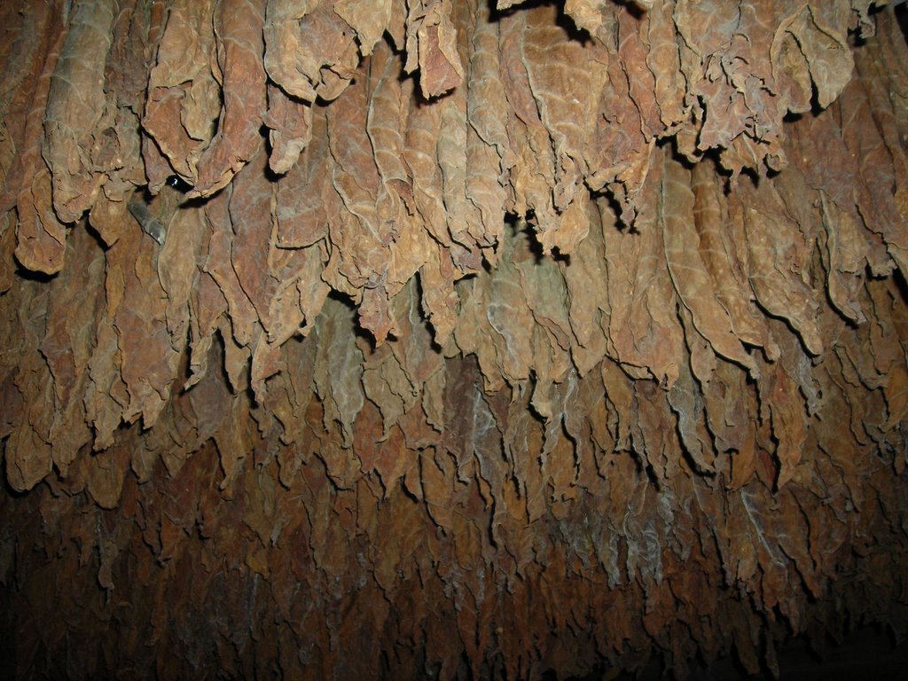 Secadero de hoja de tabaco by Juan Jo. Andújar