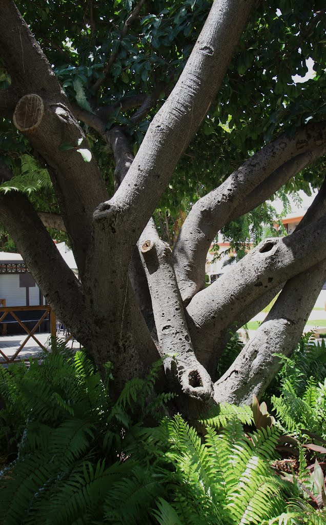 Plaza de Recreo-Yauco by Ricardo David Jusino