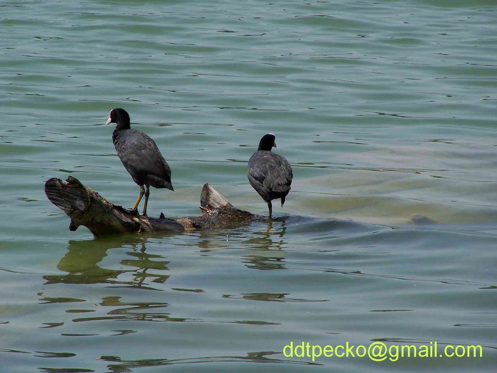 LISKE(moorhen's) by ddtpecko