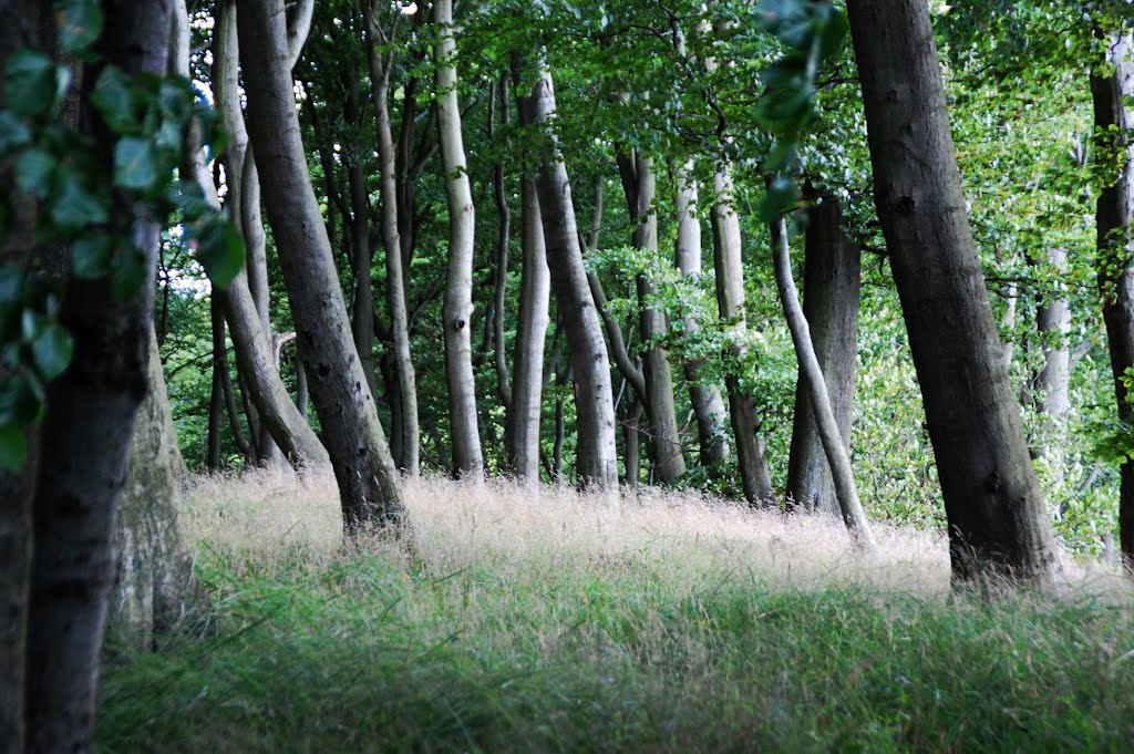 Międzyzdroje - Woliński Park Narodowy by martin36