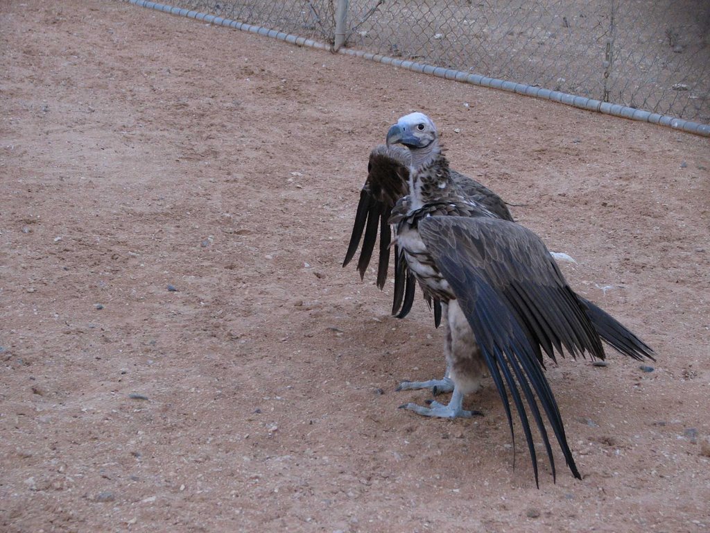 Al Ain ZOO by Interceptor_V