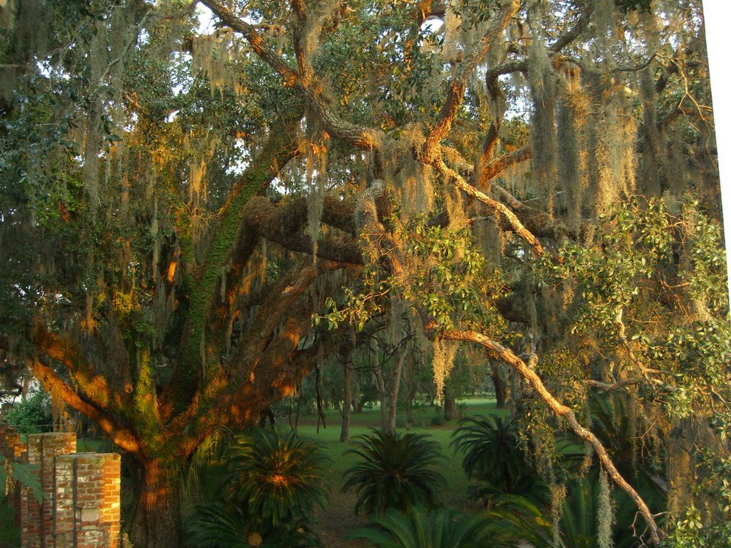 Cumberland_island16 by iwalther