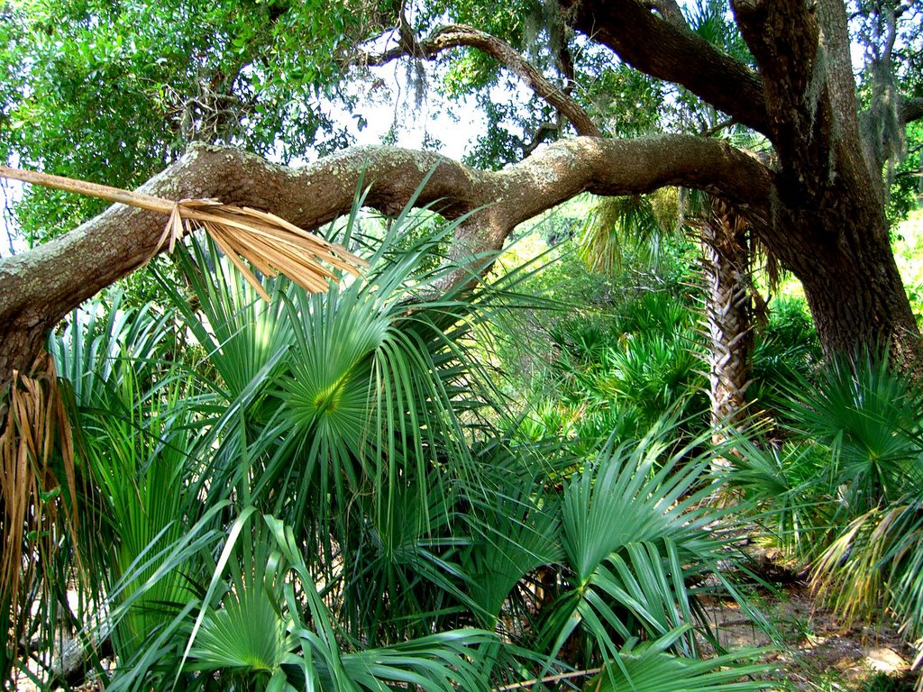 Cumberland_island13 by iwalther