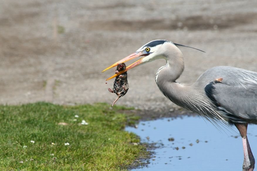 Catch of the day.. Marina Park, SF, CA by A H. Akay