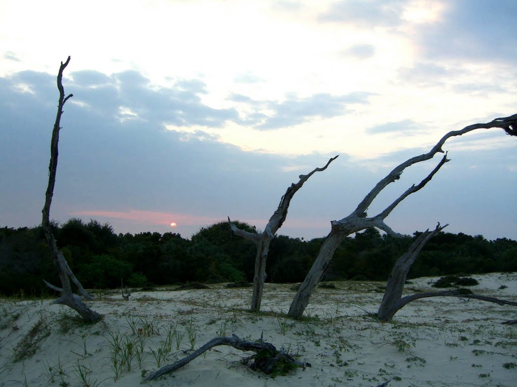 Cumberland_island04 by iwalther