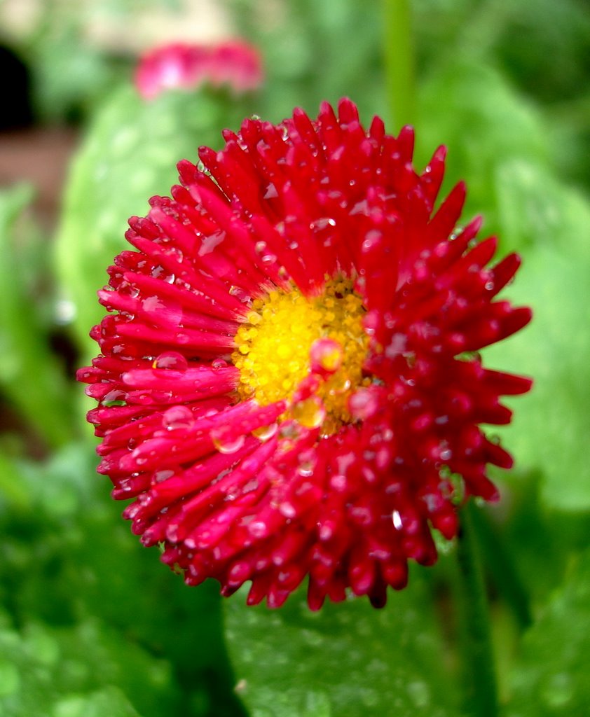 Florecilla.Córdoba.(España) by Rafael Cuadrado Galá…