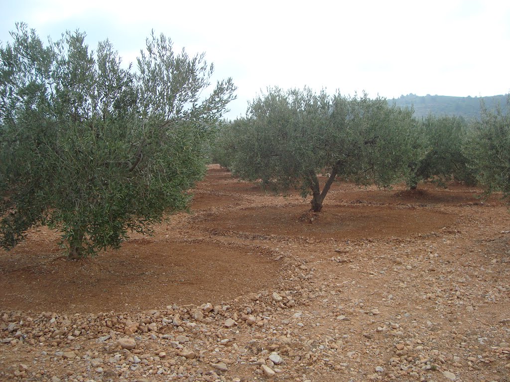 Villanueva de Alcolea, Castellón, España by Juan Emilio Prades Bel