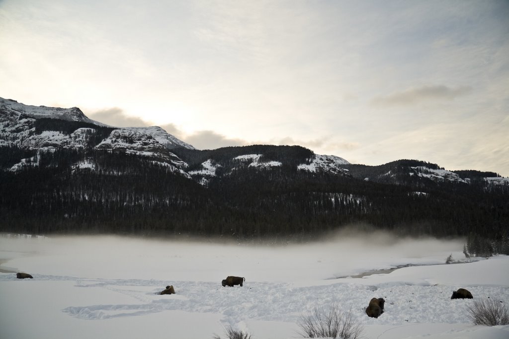 Bison Bulls on Soda Butte Creek at Sunrise by walkaboutwest