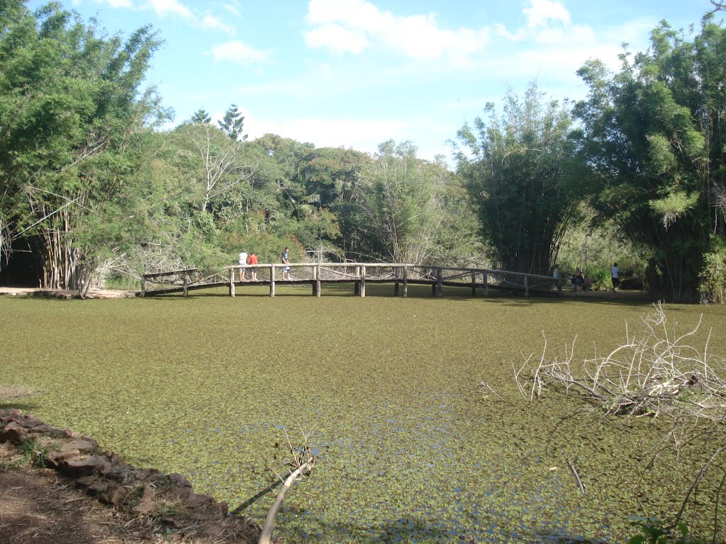 Lago e bambuzais - Jardim Botânico by Edna Hornes