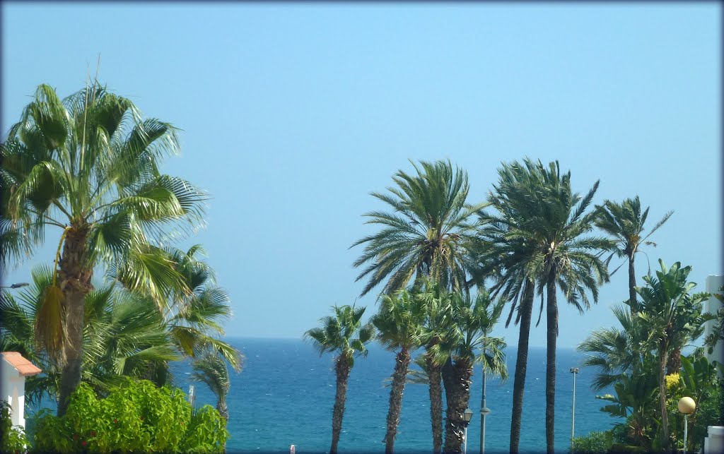 PALMERAS EN LA PLAYA DE MOJÁCAR, ALMERÍA. SPAIN. by Carlos Cuerda