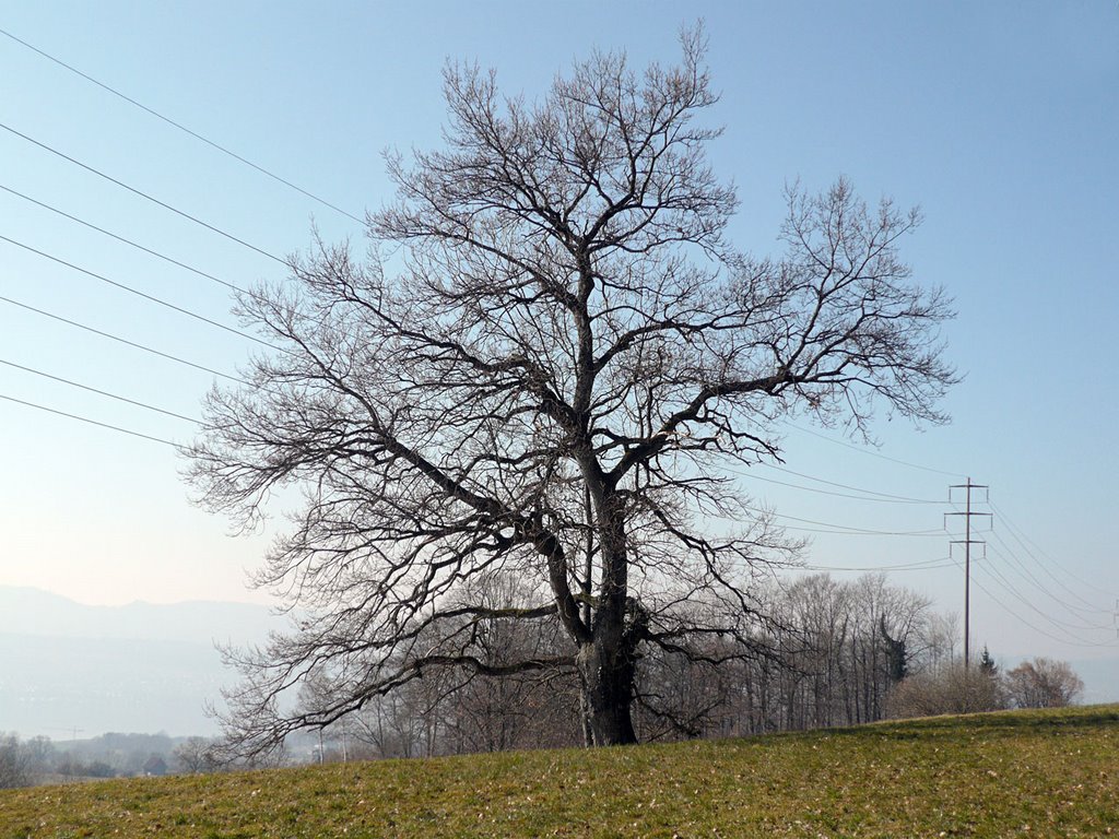 Alter Baum Nähe Toggwil by digitalfotoarchiv.ch