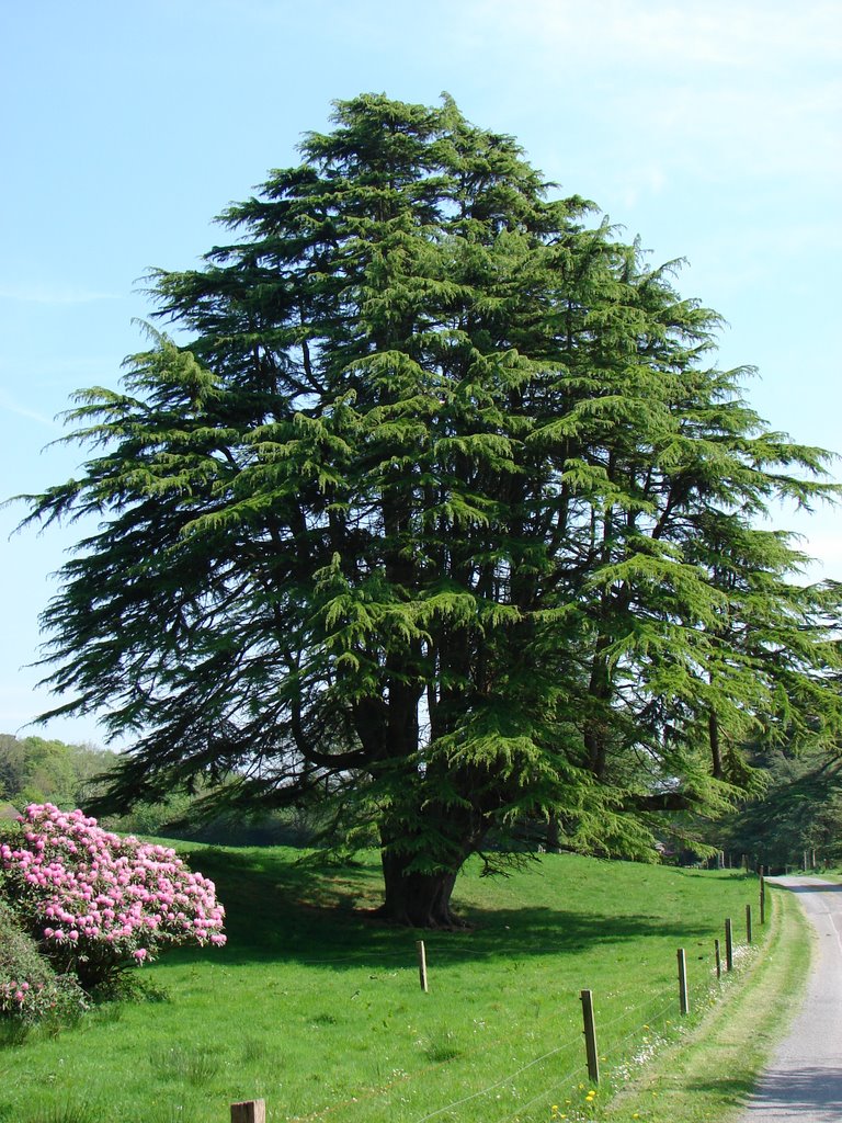 Great tree and rhododendron at Glenstal Abbey by anbkm