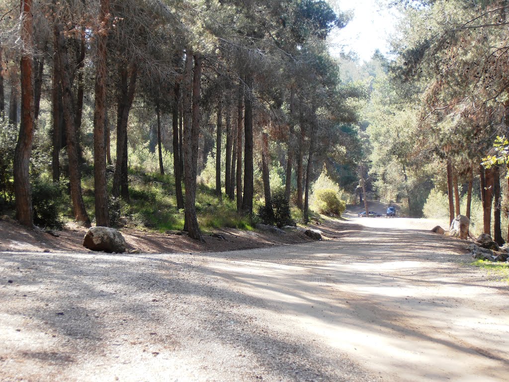 Zora Forest יער צרעה by ekeidar