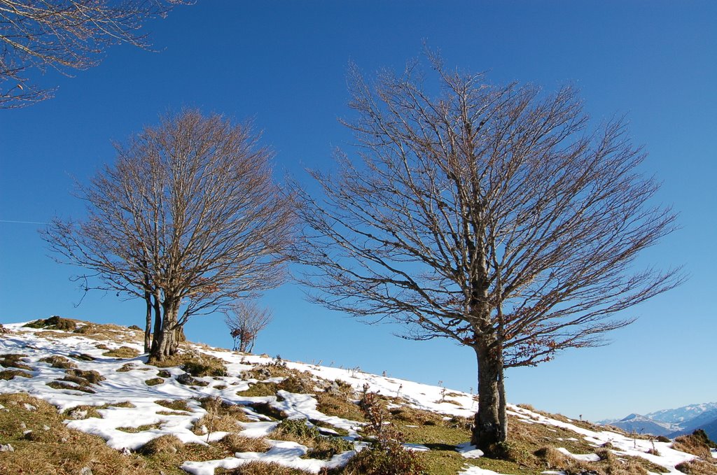 Hêtres sur les crètes de Cornudère by Antoine Guyonneau