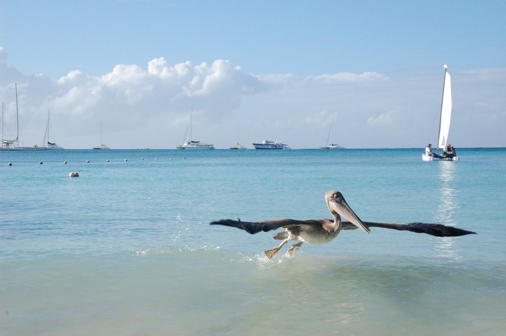 Pelican on baja hibe by Nikolay Titov