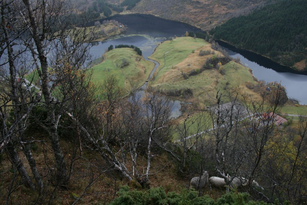 Sheep Herding in Eksingedalen by WhereisCliff