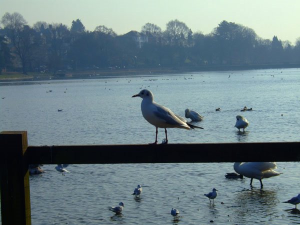 Roath Park by rayok