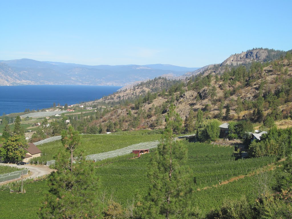 Contrasting Green Vineyards, Blue Waters And Brown Mountains Above Naramata BC Sep '12 by David Cure-Hryciuk