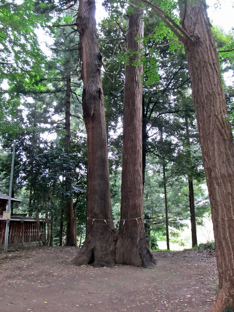 刈田嶺神社の御神木、Santified cedar tree of Kattamine-jinja shrine by Bachstelze