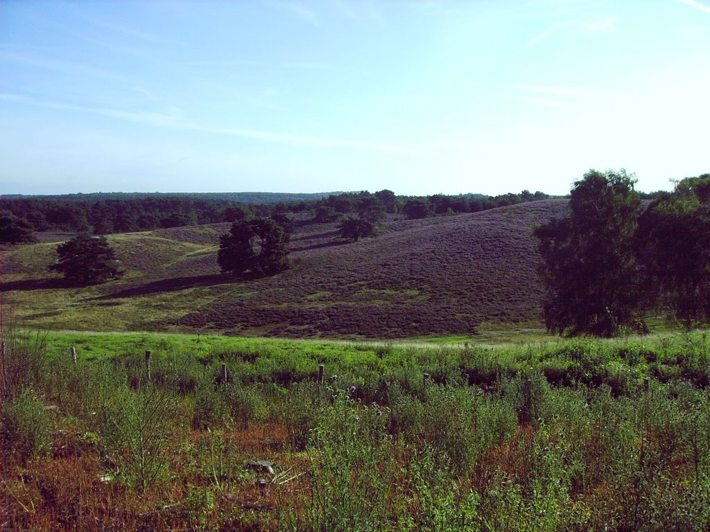 Brunssummerheide, zomer 2005 by nachtwacht