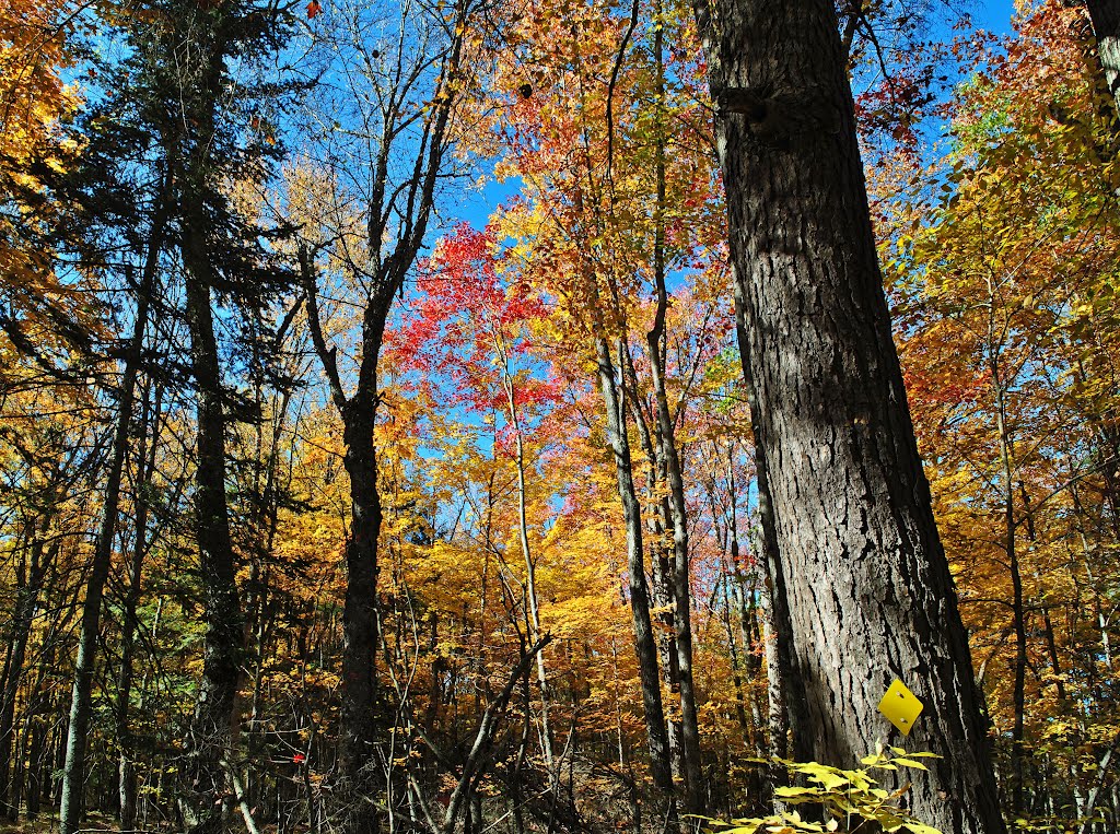 Lost Lake Esker State Natural Area by Aaron Carlson