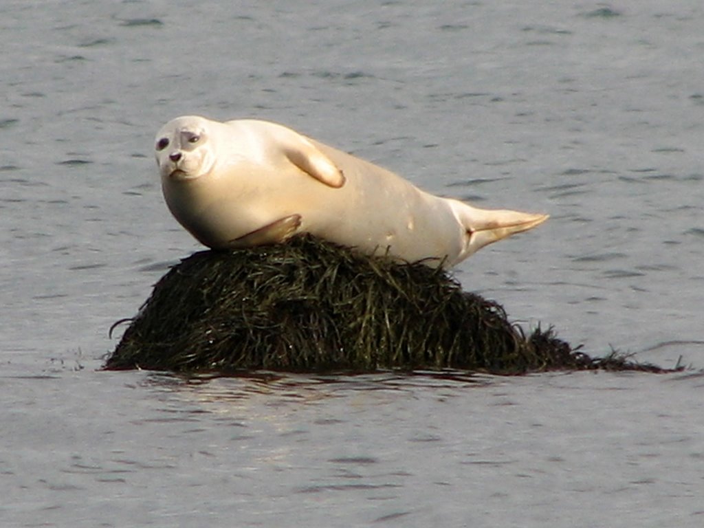 Seal at Ellisville Harbor by D.A.Ferreira