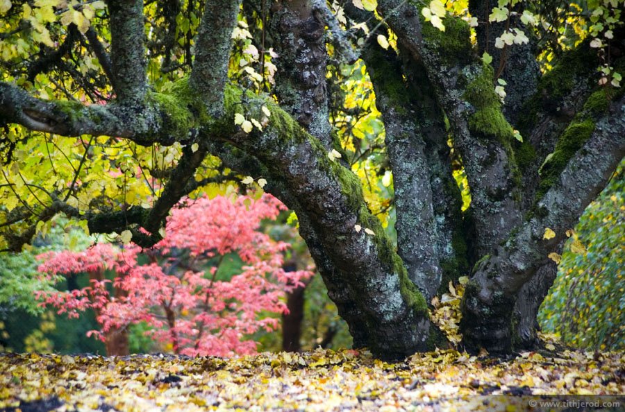 Old Ash tree, Hoyt Arboretum, Portland, OR by Jerod Schmidt