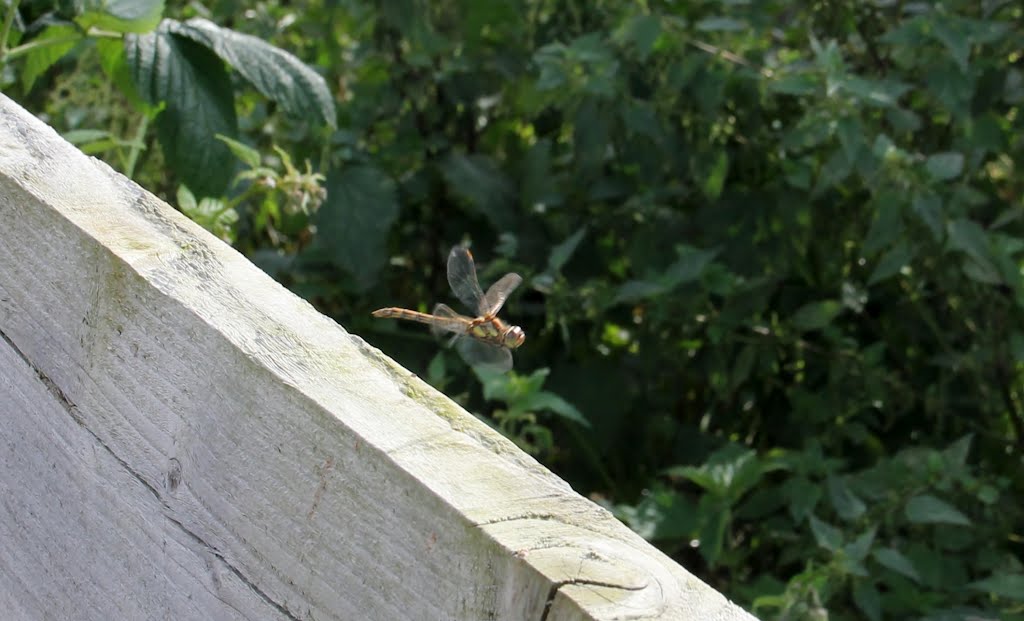 Female Brown Hawker Dragonfly. Saltholme wildlife reserve. Billingham by Brianhc23