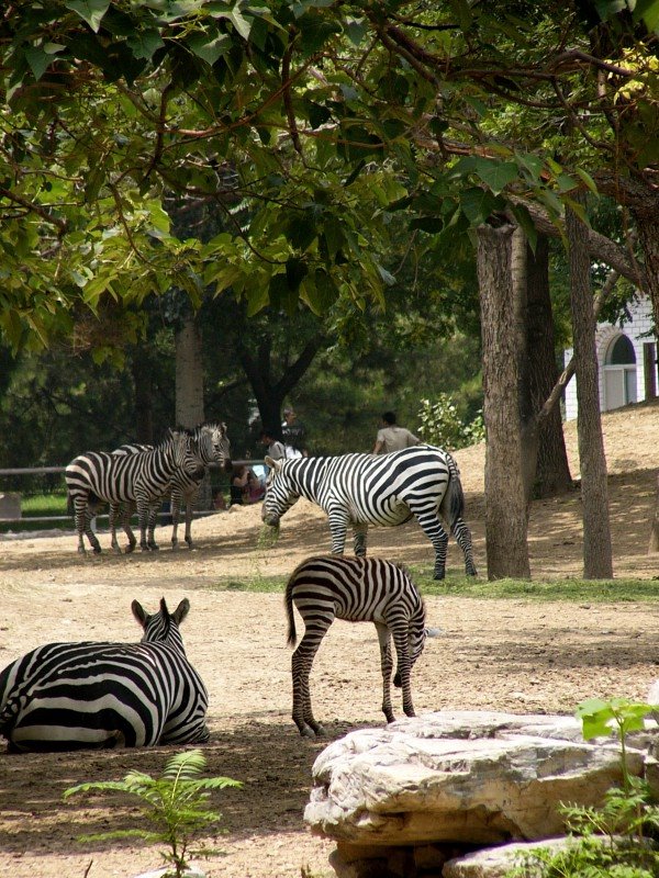 Zebra in the zoo by 程志力