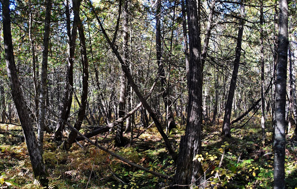 Lost Lake Esker State Natural Area by Aaron Carlson