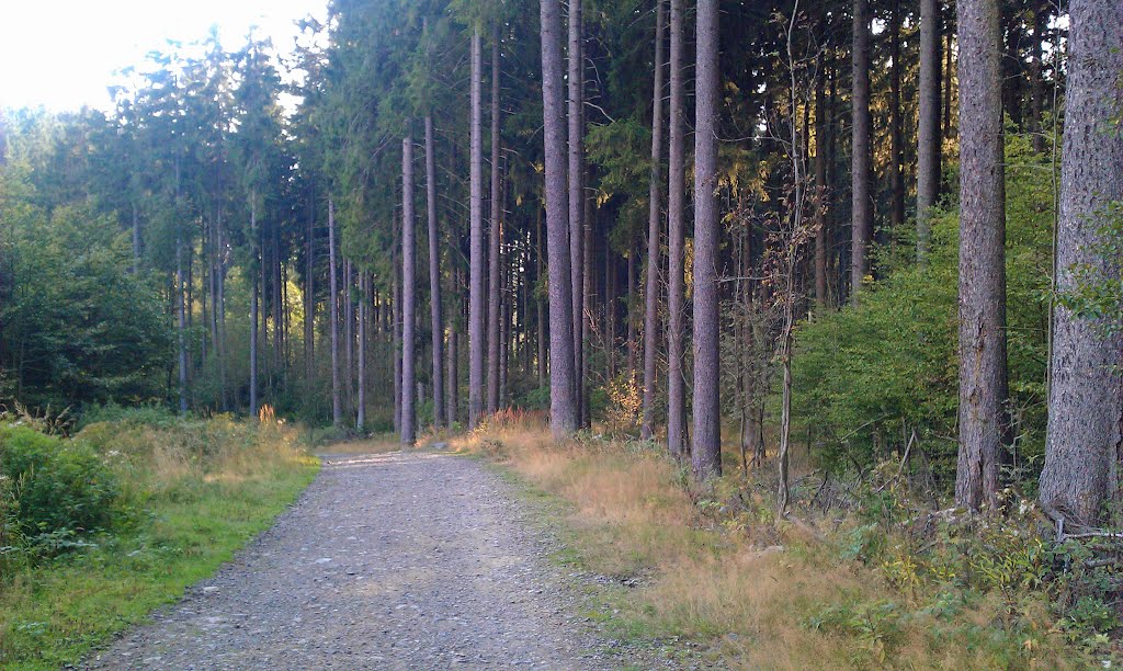 Braunlage, Ausläufer Wurmberg, Blickrichtung: Süden by www.Hotel-Hecker-Braunlage.de