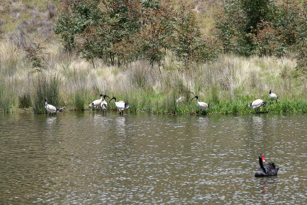 Sacred Ibis at Black Flat Dam by dekool