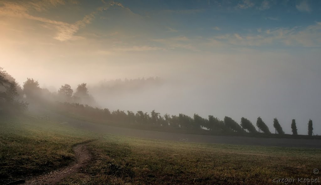 Rotemberg by Gregor Koppel