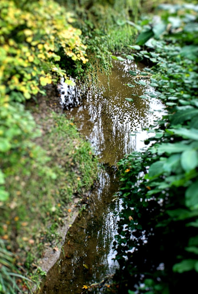 Silent creek by ©ssi