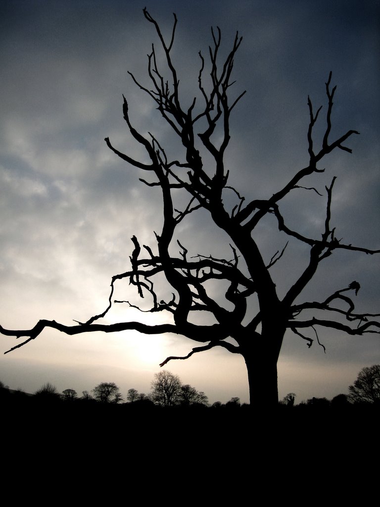 Dead tree, Belclare. by Andy Newman.