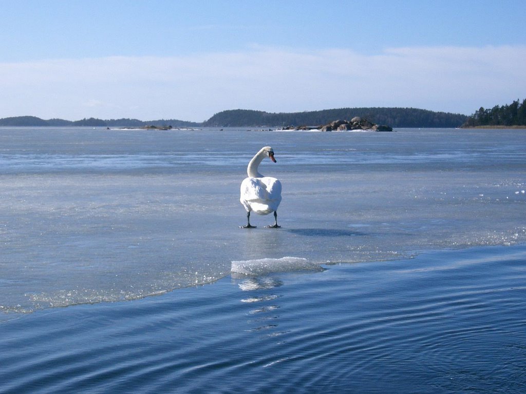 Swan at Ålön by LisaFrida