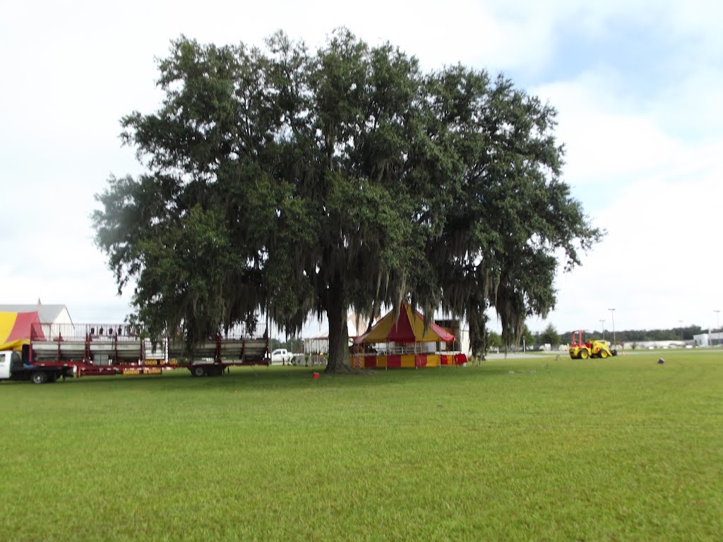 Under the tree. by JBTHEMILKER