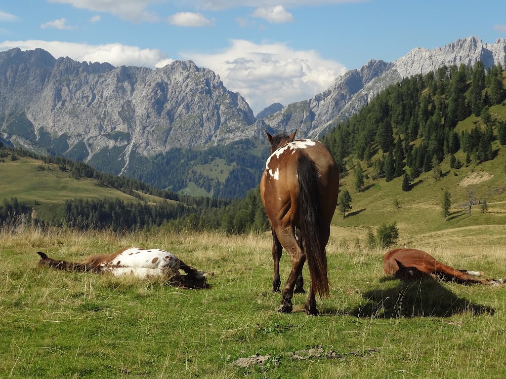 Horse with foals in The Dolomites by Ingrid9