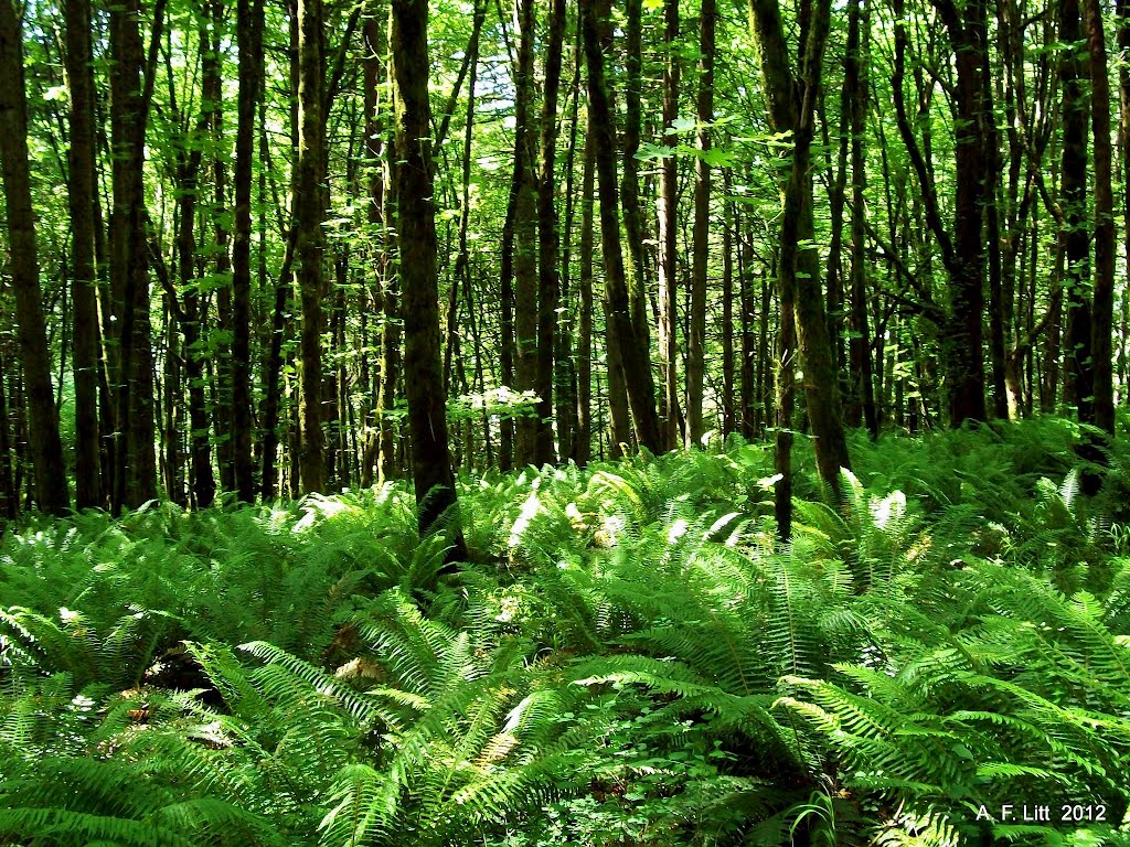 Ferns & Trees. Mt. Talbert Nature Park, Clackamas, Oregon. June 17, 2011. by A. F. Litt