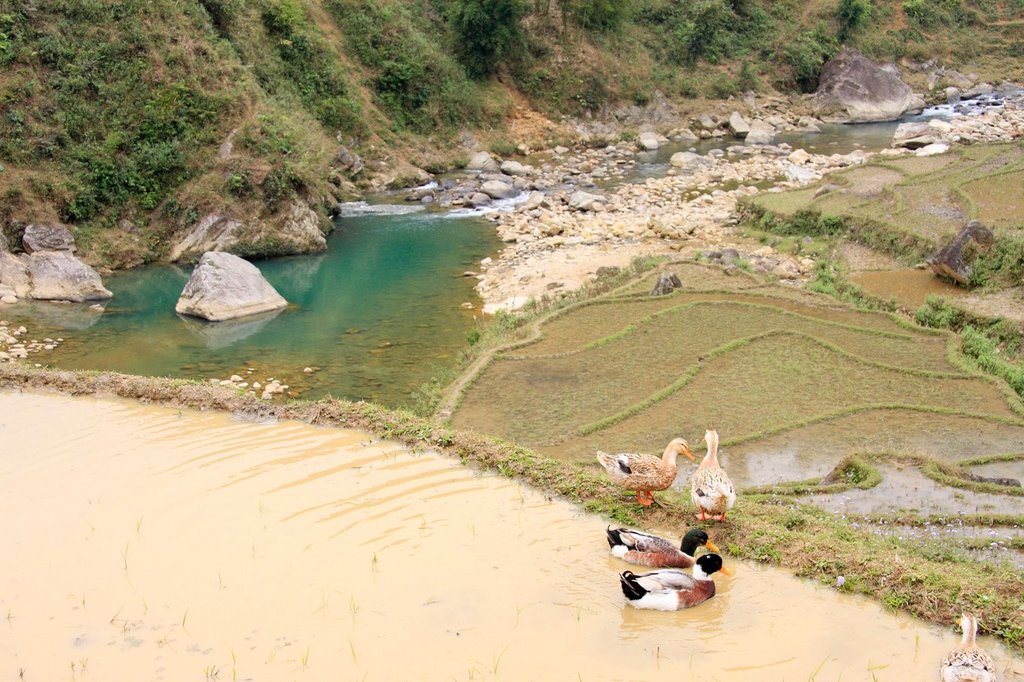 Lao Chải, tp. Lào Cai, Lào Cai, Vietnam by Ofer Agiv