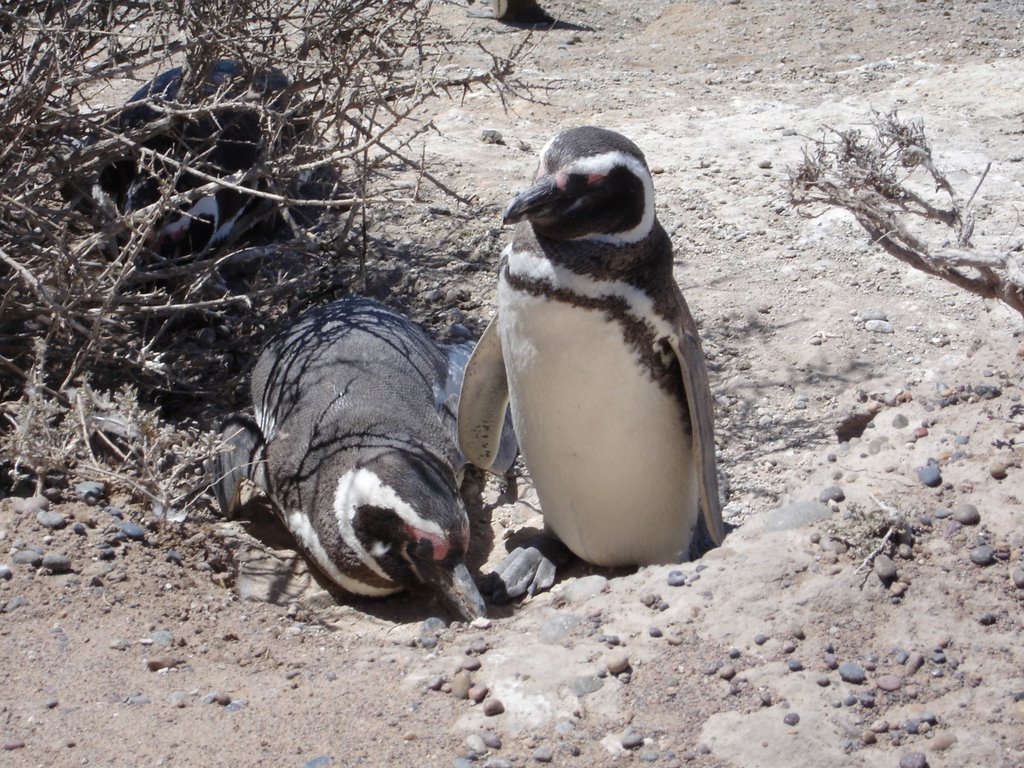 Pinguins na Peninsula de Valdez by Eduardo Grigôlo