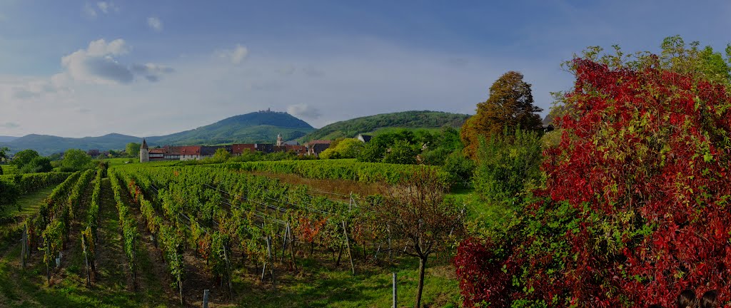 Vus sur le vignoble by auguste klein