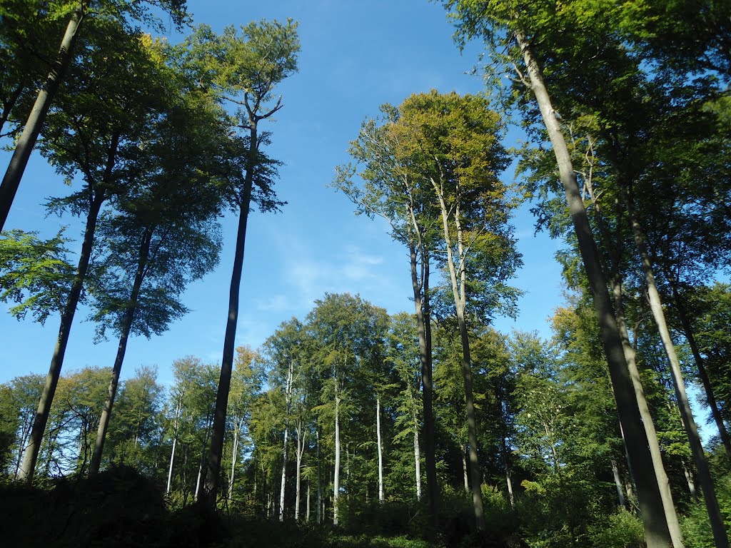 Green trees and the blue sky, forest in Tervuren, Vlaams Brabant, Belgium by jerpencz