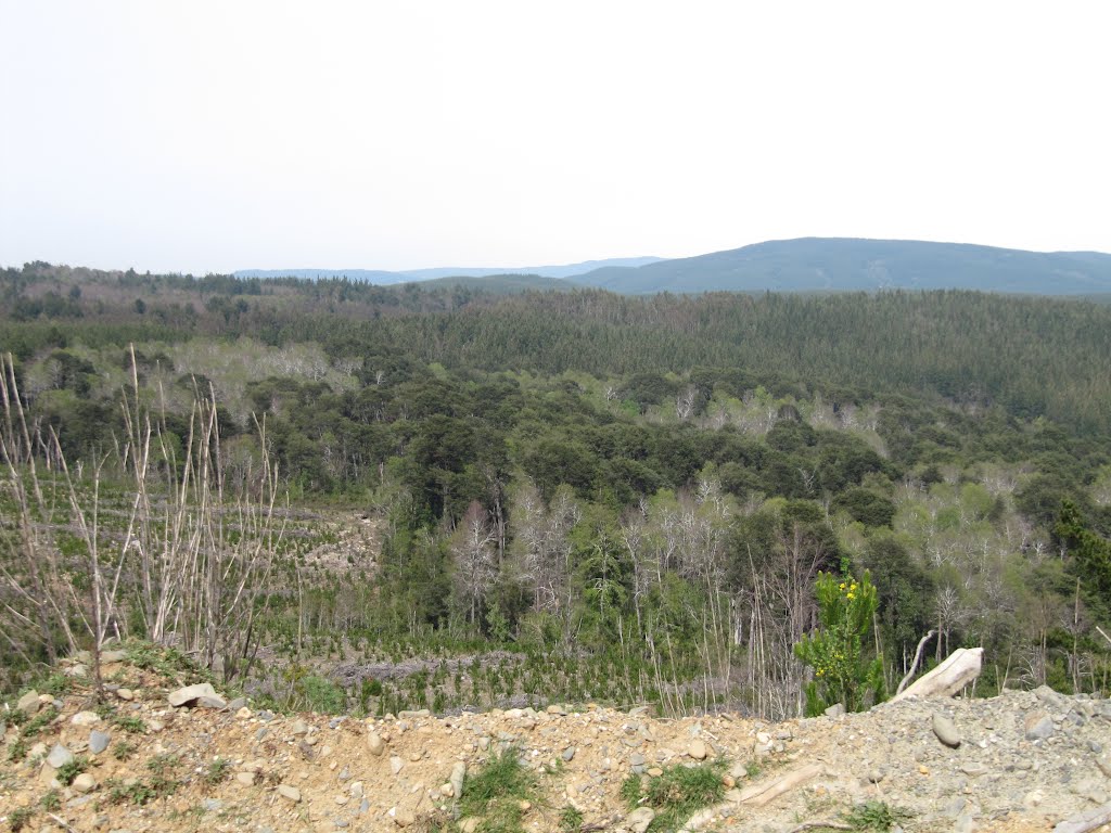 Isla de bosque nativo en sector Buena Esperanza by Juan Tolosa