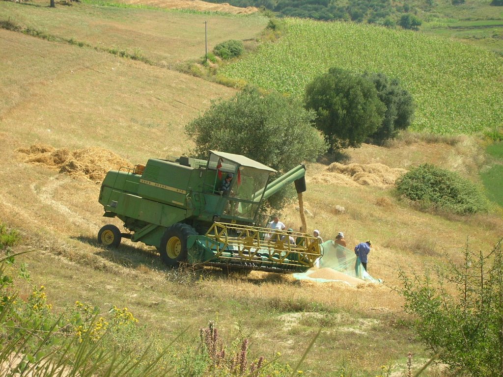 A combine harvester is hired to do the threshing after the wheat has been cut by hand - July 2004 by MaxFarrar