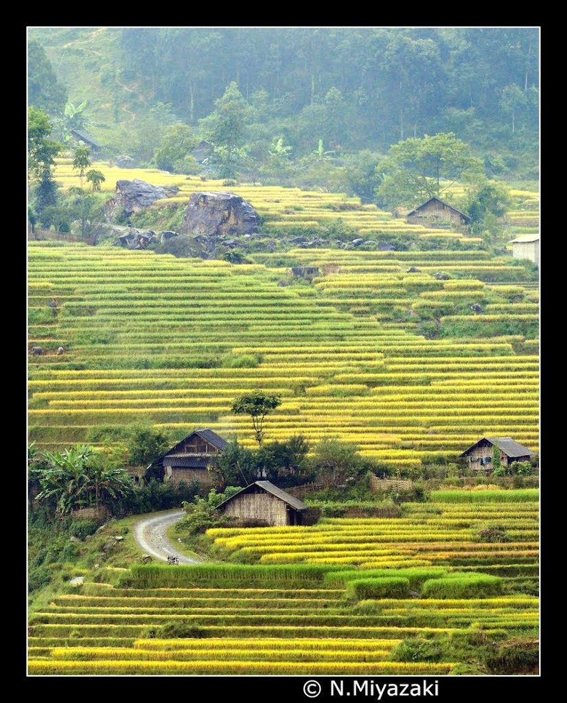 Rice Paddy Art - Lao cai - Sapa by Miyazaki Norihito